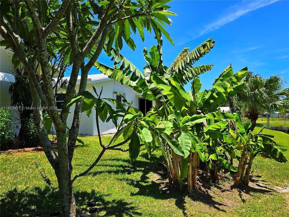 Bananas