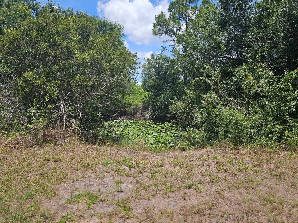 Lily Pond back of acreage