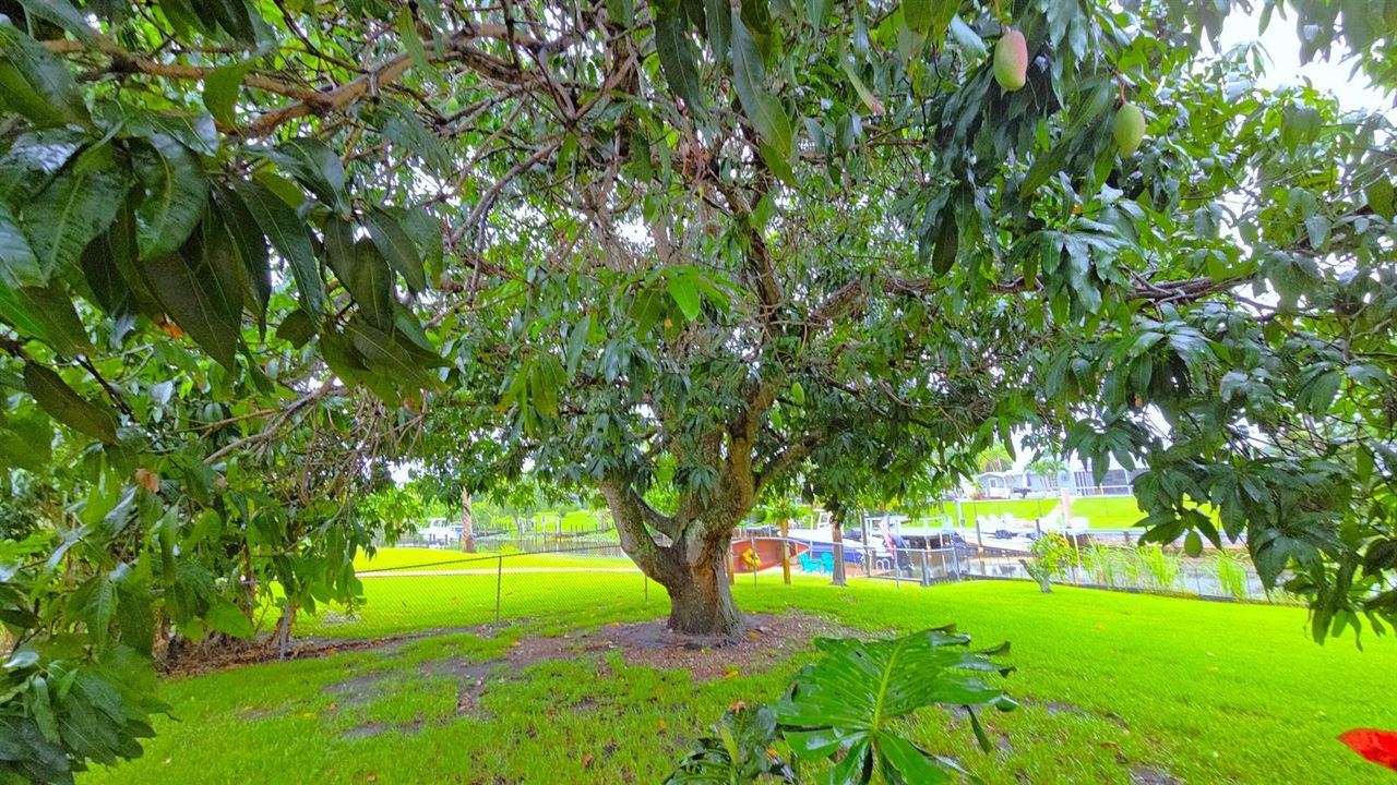 Mango