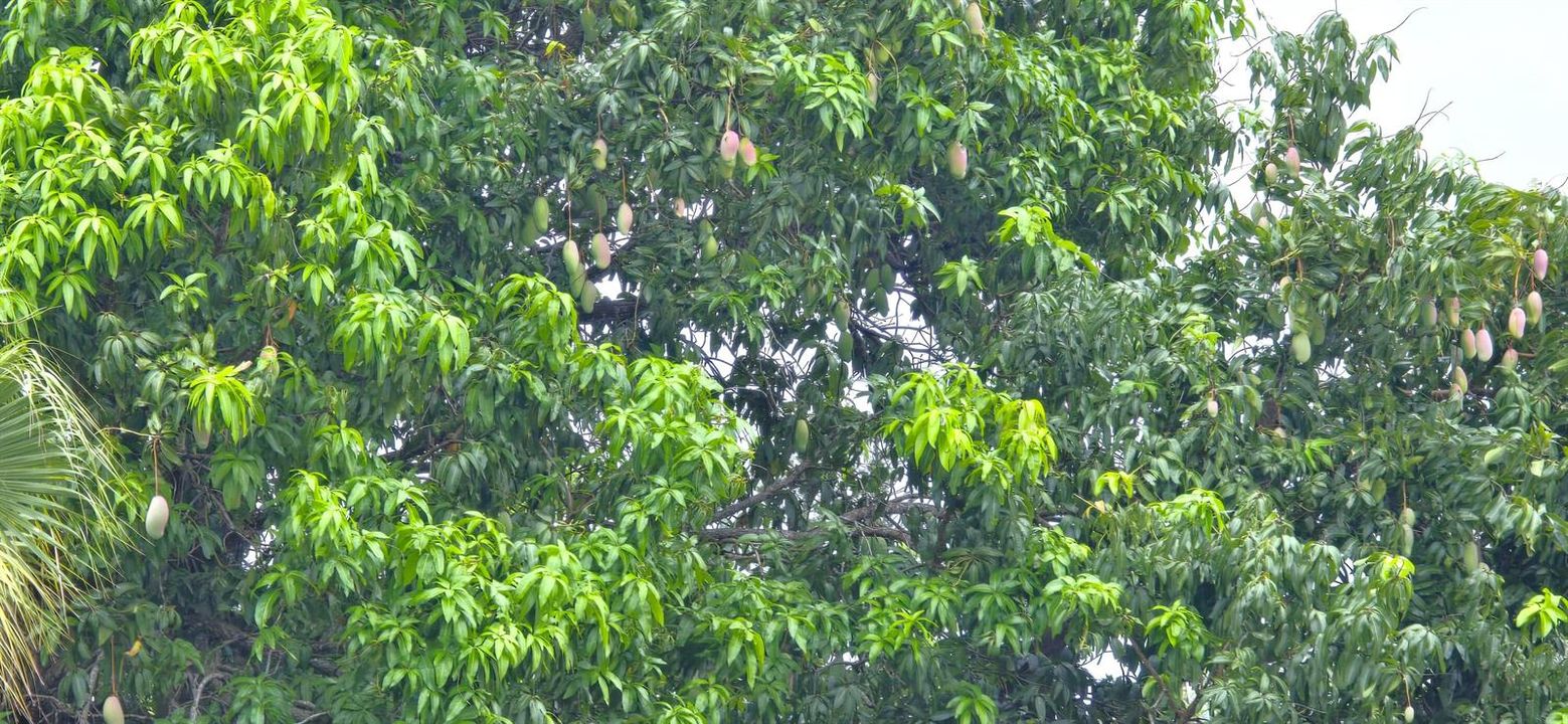 Mature Mango