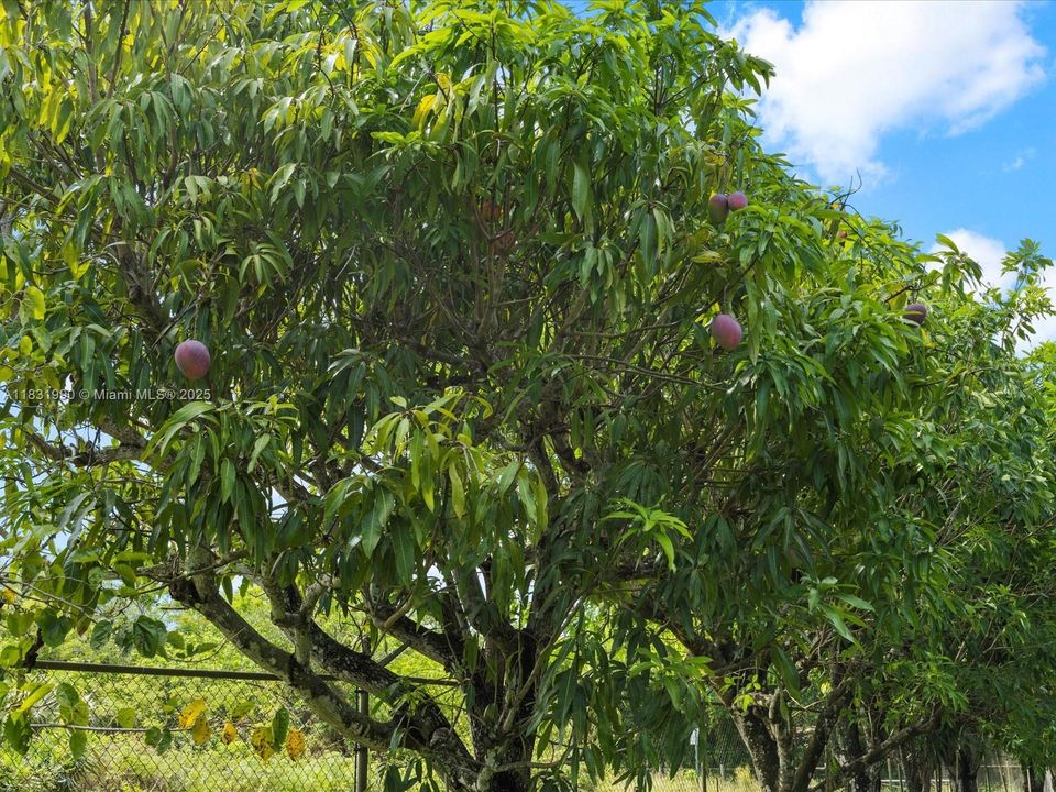 Over 20 varieties of Mangoes planted in the property.