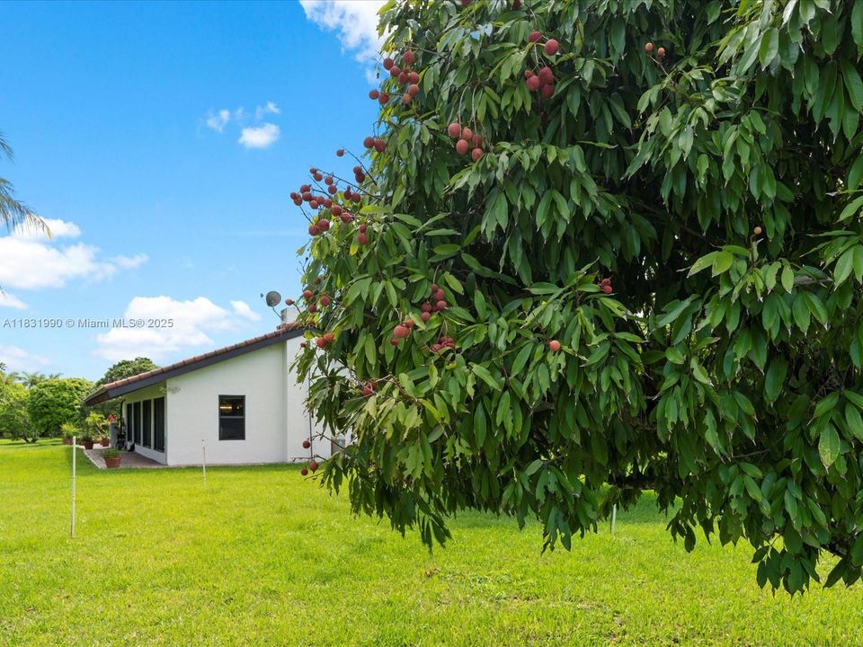 Fruit Filled Lychee Grove. Over 300 Lychee Trees.