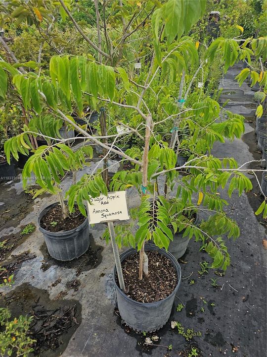 For Sale: $1,600,000 (0 beds, 0 baths, 0 Square Feet)