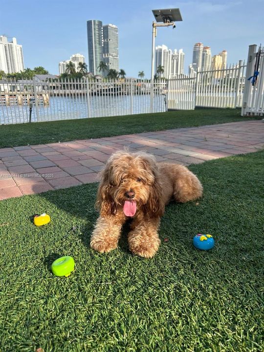 Dog park available on site