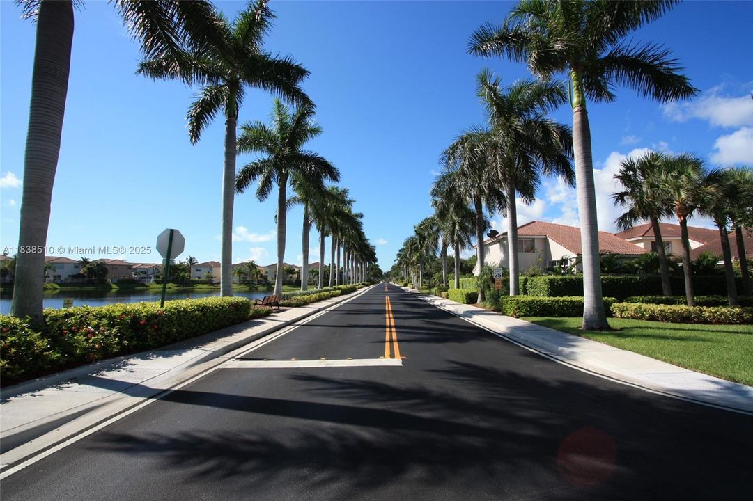 Palm-Lined Streets