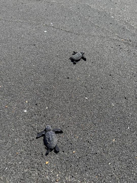hatchlings on Hobe Sound Beach