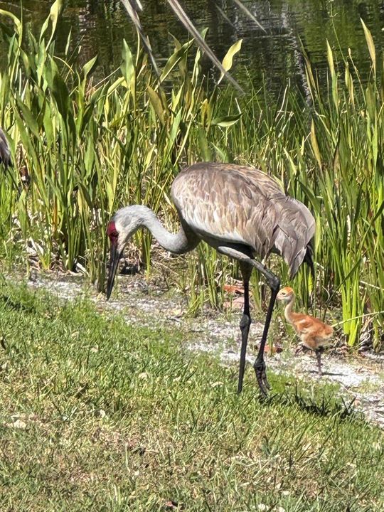 Sandhill Cranes