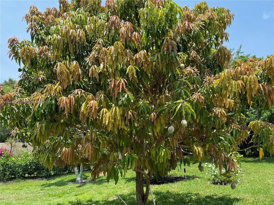 For Rent: $5,500 (3 beds, 3 baths, 1804 Square Feet)