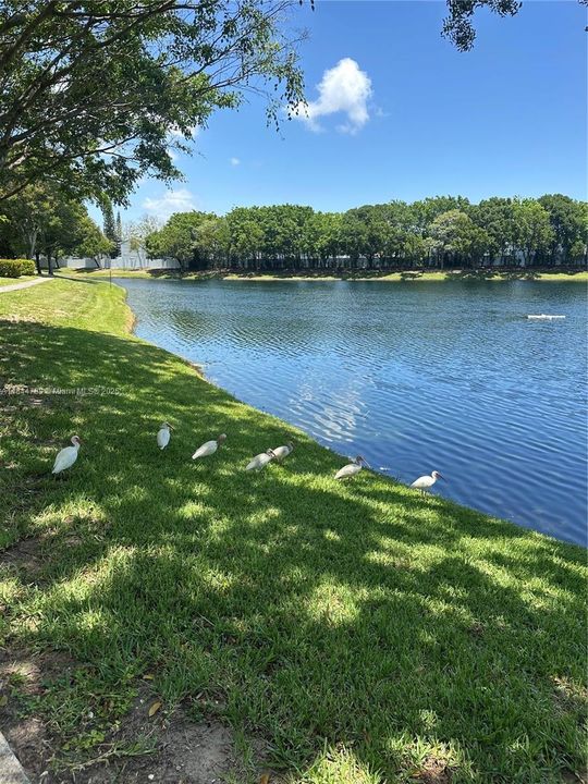 Walking Path / Lake View