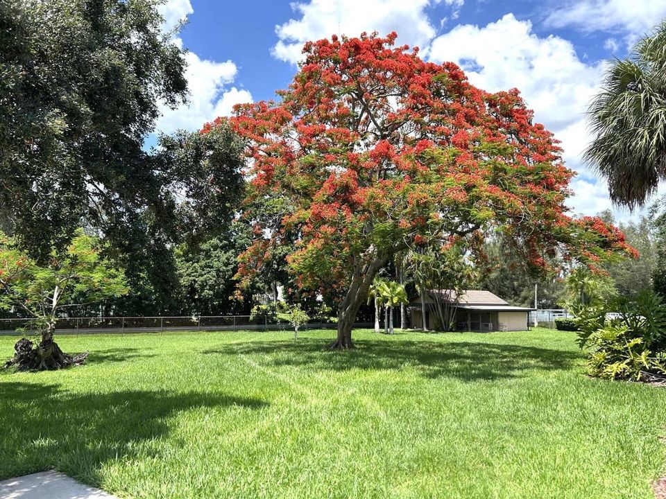 6200 tree