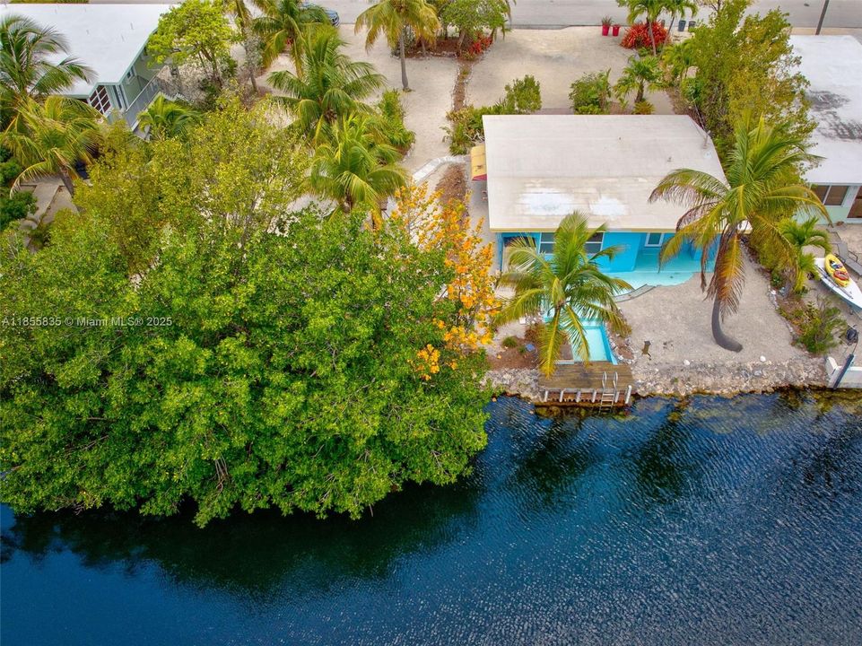 Mangroves on vacant lot in permitting for trim backs to facilitate any future T-dock