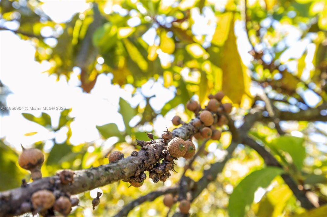 待售: $1,499,000 (0 贝兹, 0 浴室, 0 平方英尺)