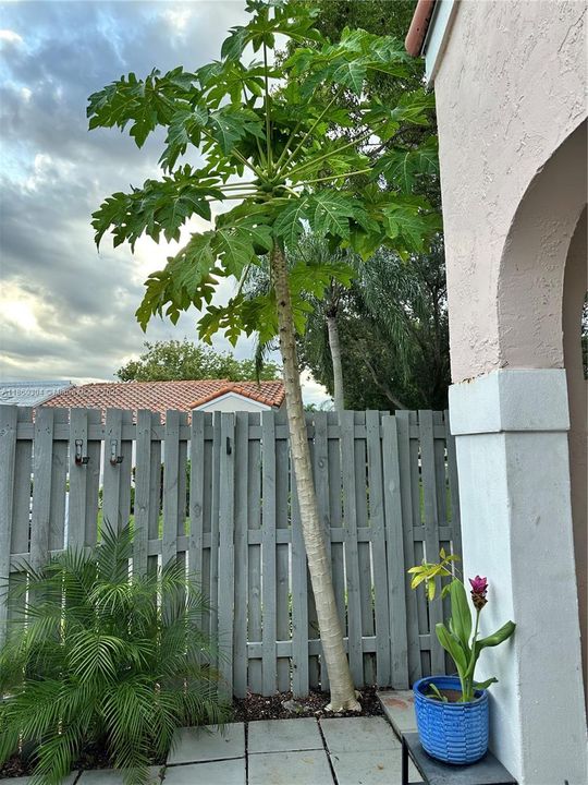 Fruit giving Papaya tree