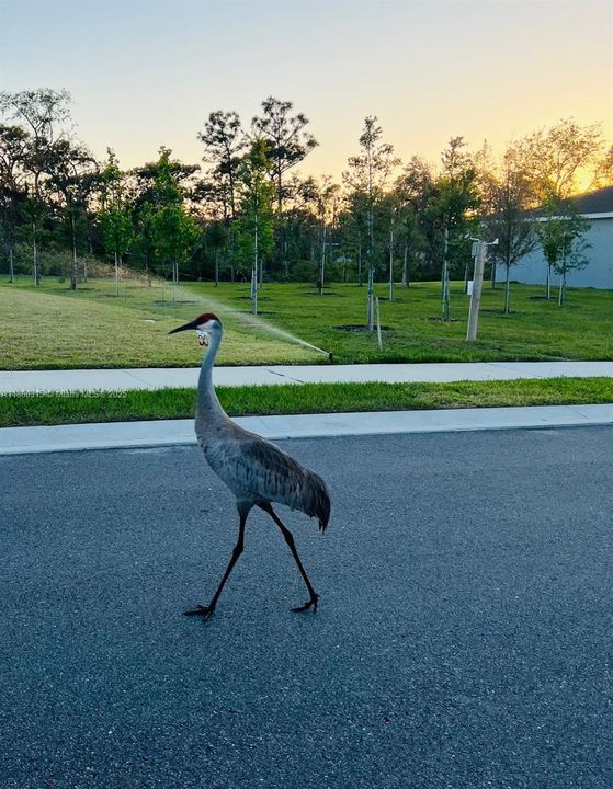 出租: $2,650 (3 贝兹, 2 浴室, 1302 平方英尺)