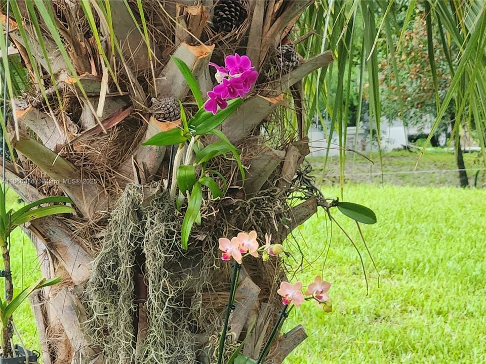 Beautiful orchids as you enter the property.