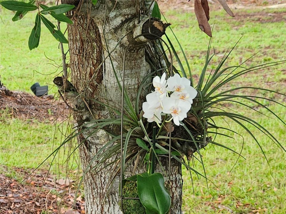 Beautiful orchids as you enter the property.