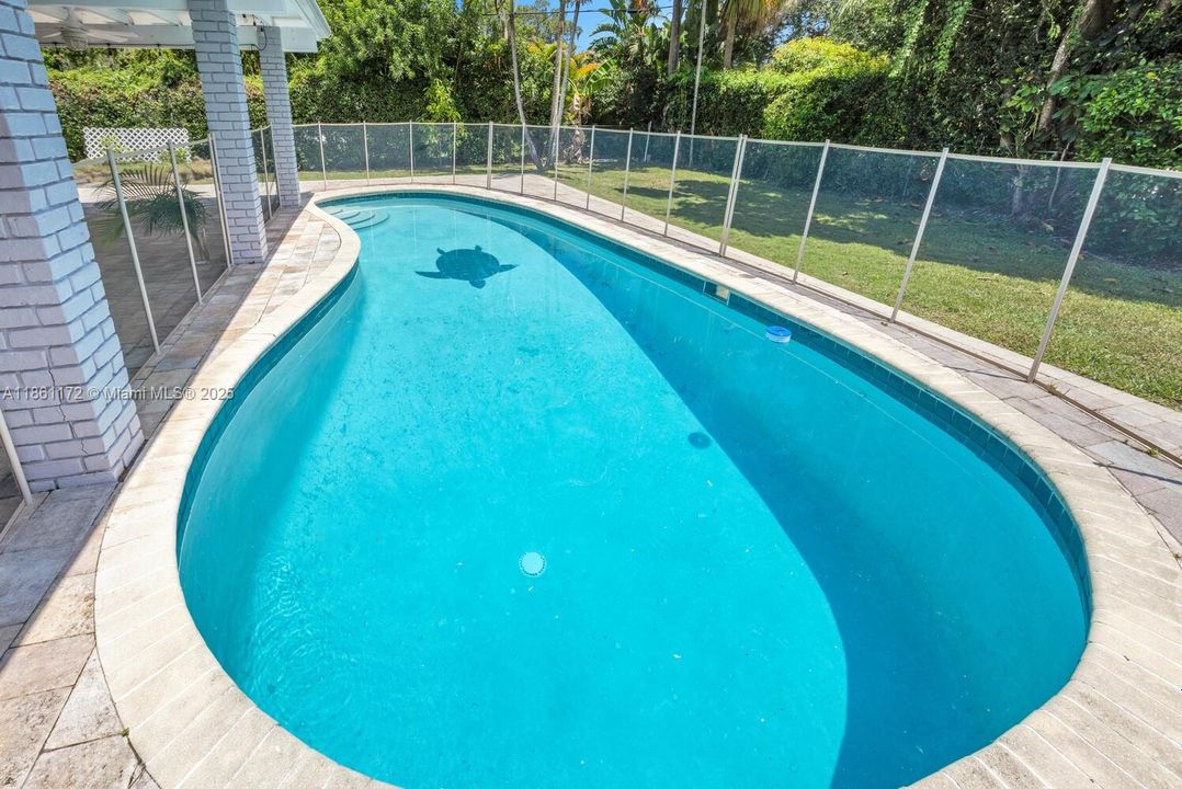 Tropical ... Dive in .... sparkling pool with Turtle.