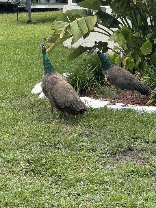 For Sale: $2,500,000 (5 beds, 3 baths, 3582 Square Feet)