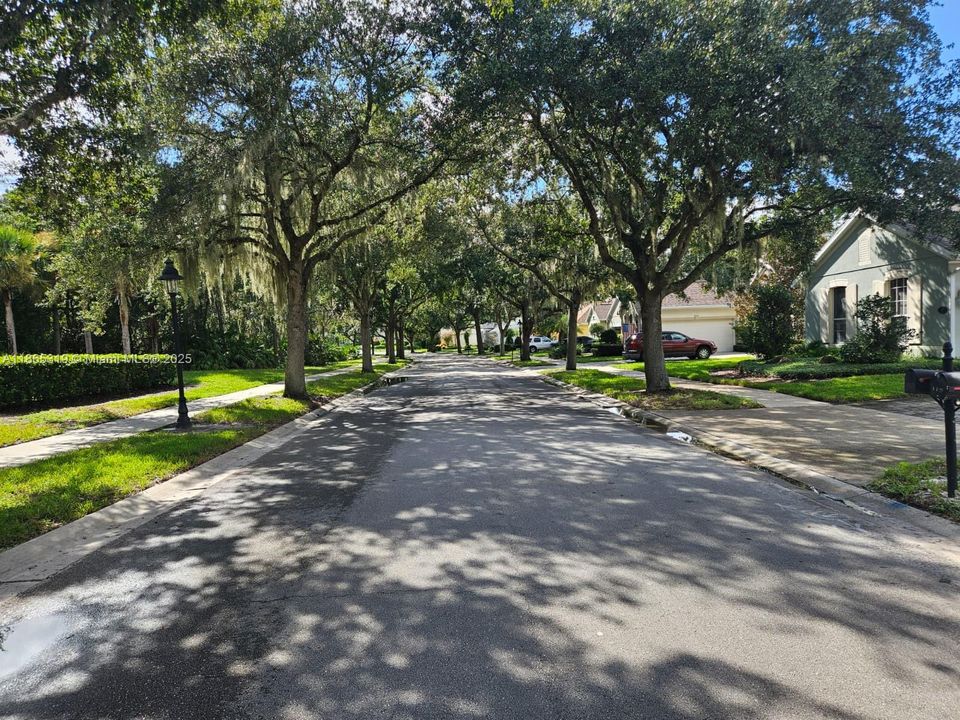 Mature Tree lined street