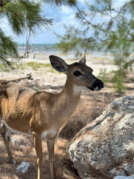 For Sale: $4,449,000 (0 beds, 0 baths, 0 Square Feet)