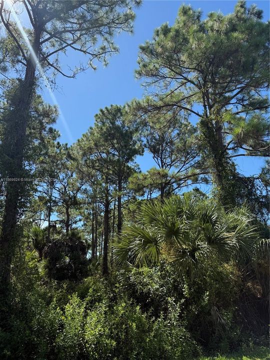 For Sale: $45,499 (1.25 acres)