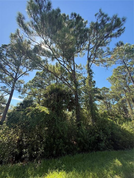 For Sale: $45,499 (1.25 acres)