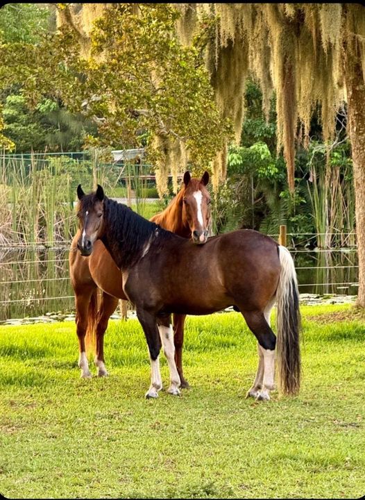 Недавно продано: $2,950,000 (8 спален, 5 ванн, 7674 Квадратных фут)