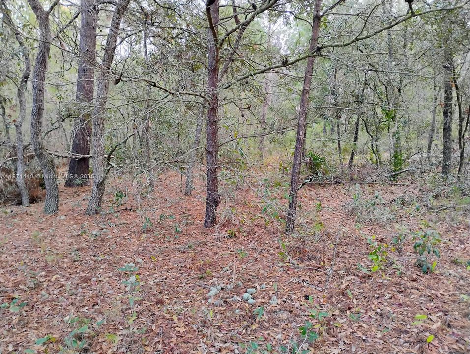 最近售出: $5,999 (0.22 acres)