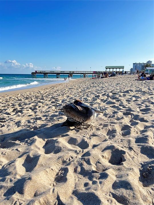 Под контрактом: $2,300 (1 спален, 1 ванн, 680 Квадратных фут)