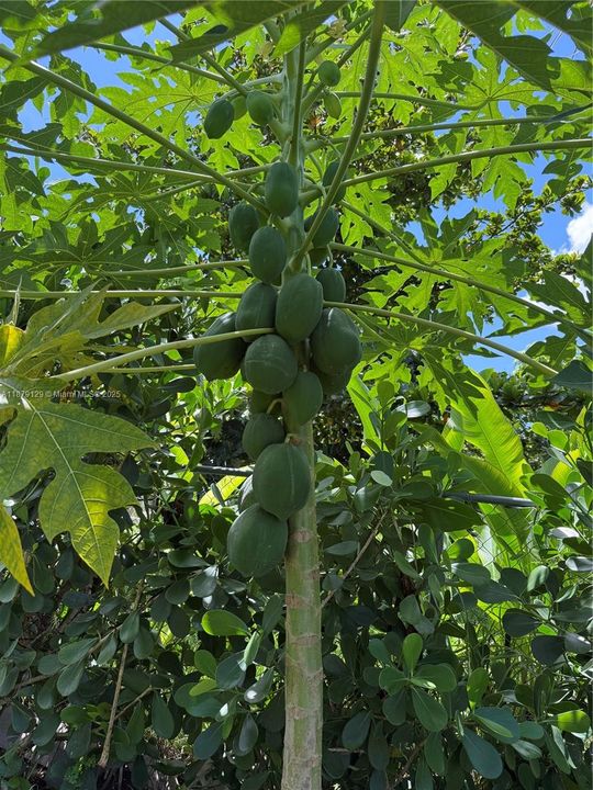 Недавно продано: $650,000 (3 спален, 2 ванн, 1791 Квадратных фут)