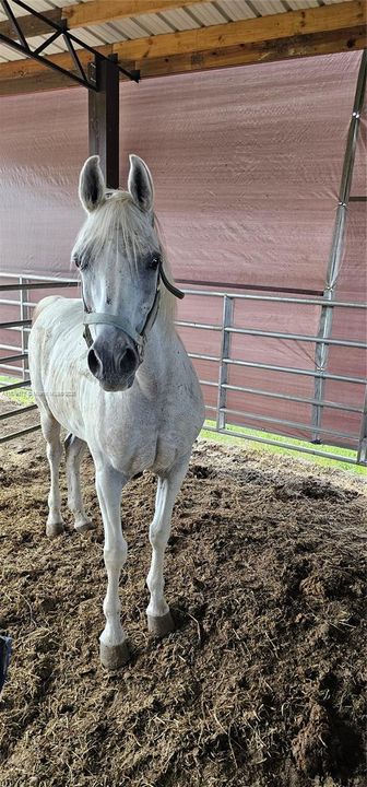 For Sale: $950,000 (0 beds, 0 baths, 0 Square Feet)