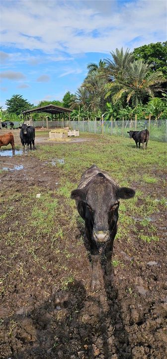 For Sale: $950,000 (0 beds, 0 baths, 0 Square Feet)