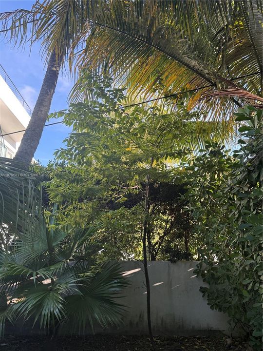 jamaican strawberry fruit tree