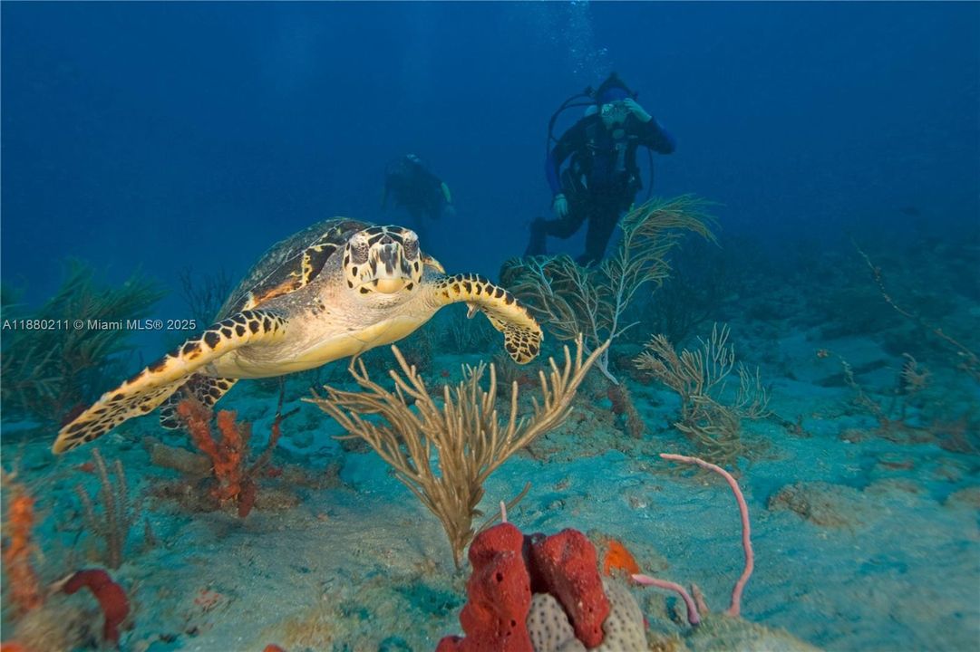 En Venta: $22,999 (0.26 acres)