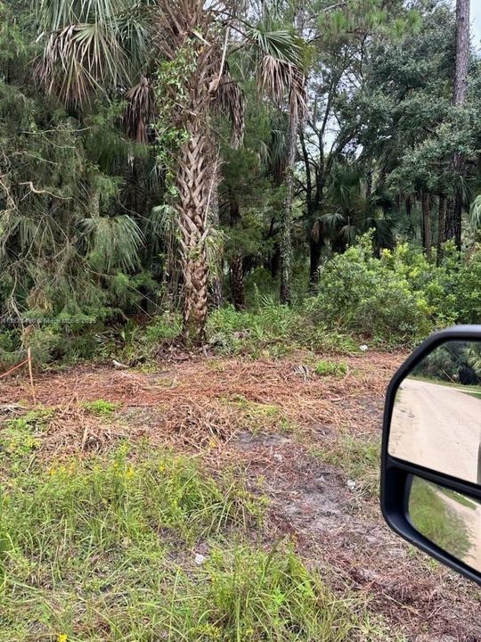 overgrowth since Lot cleaned 2 years ago