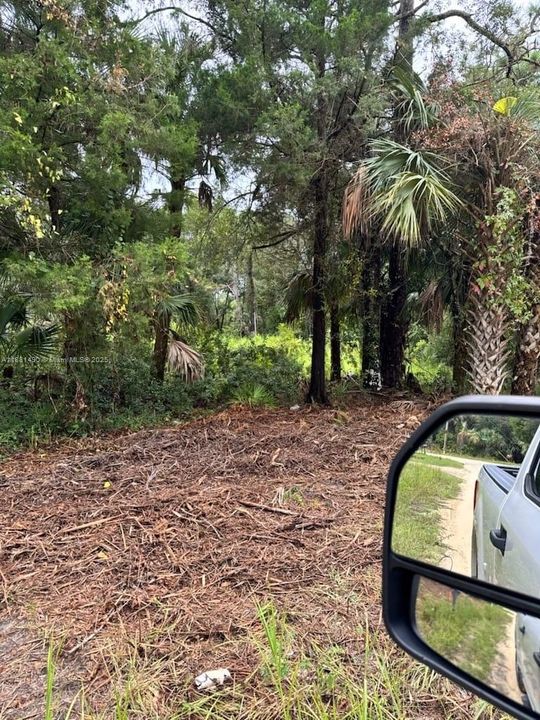 overgrowth since Lot cleaned 2 years ago