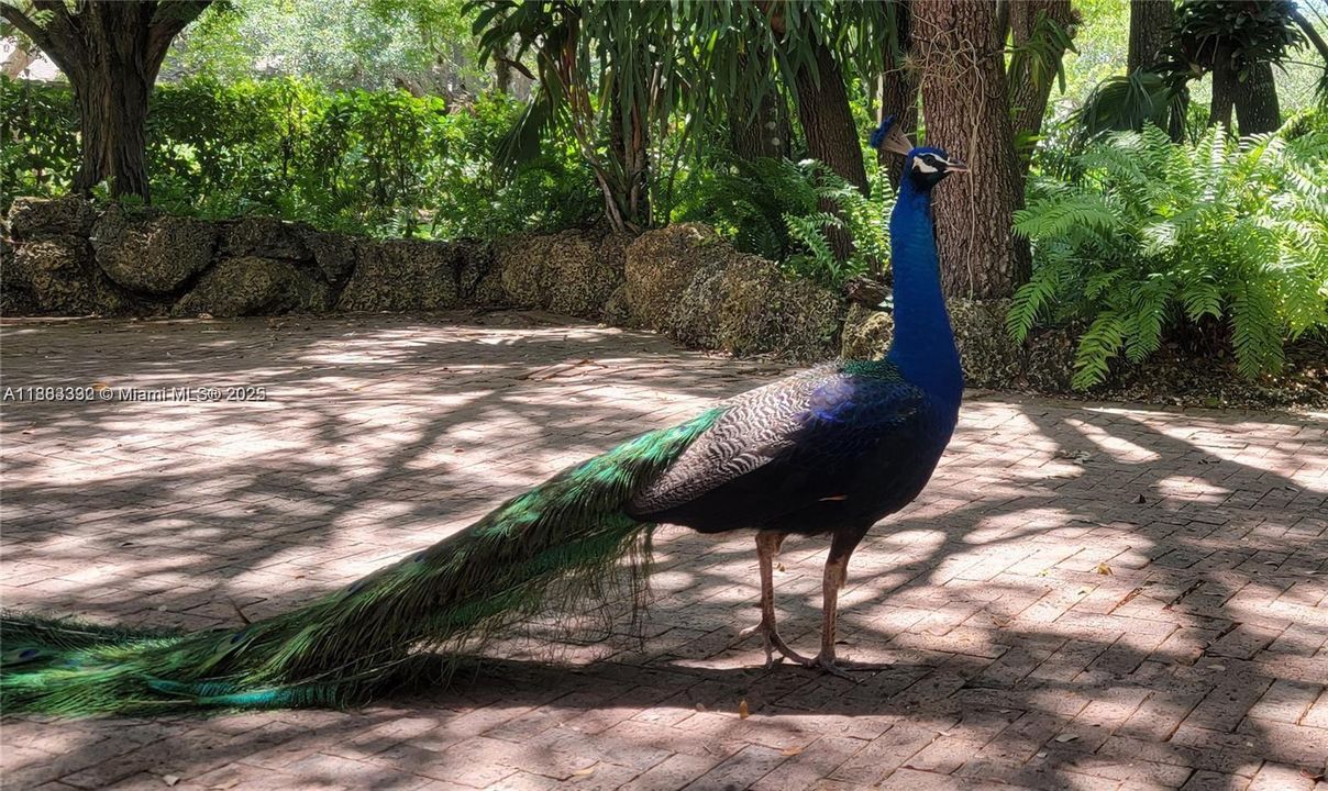 合同活跃: $2,175,000 (4 贝兹, 2 浴室, 3552 平方英尺)