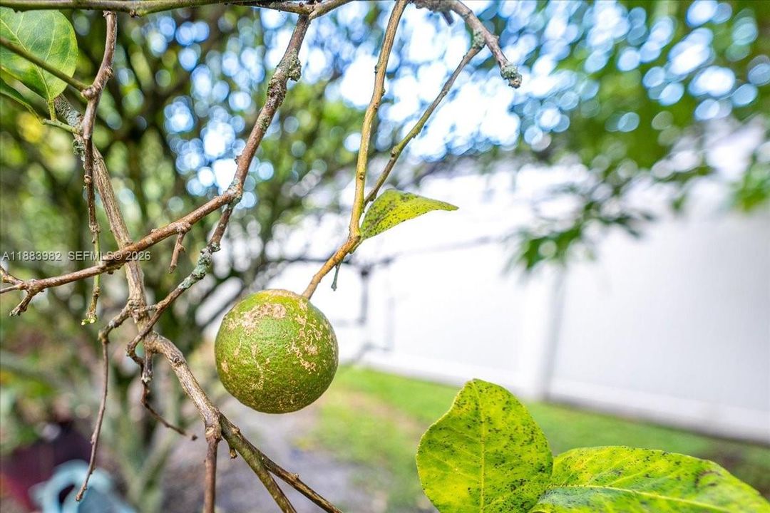 Под контрактом: $399,500 (3 спален, 2 ванн, 1962 Квадратных фут)