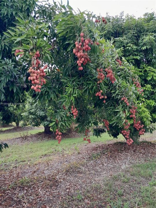 LYCHEE'S IN FULL BLOOM