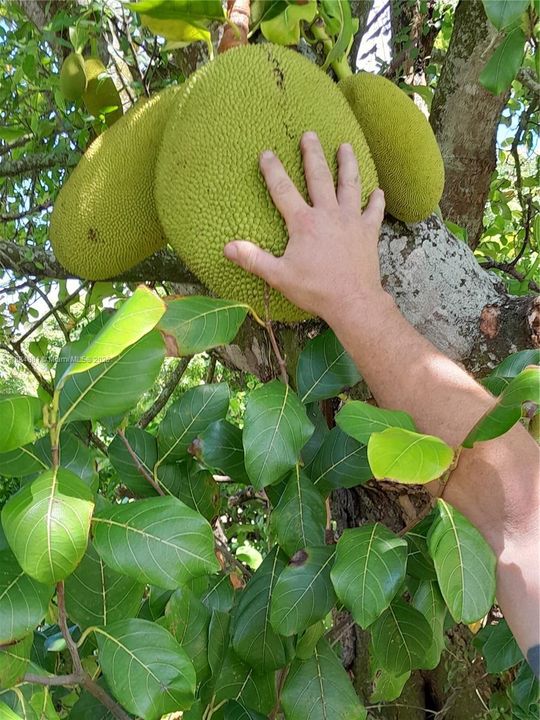 JACKFRUIT TREE