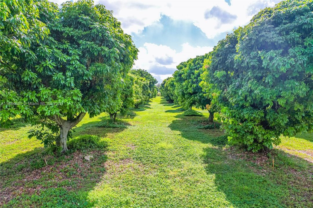 INCOME PRODUCING LYCHEE GROVE VERY CLEAN.. 3 VARIETRIE PLUS POMEGRAND MANGOS BANANAS FIGS ETC. 25 FT PLUS CENTERS..