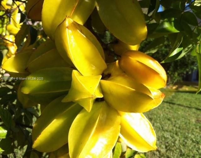 Star Fruit  Loaded