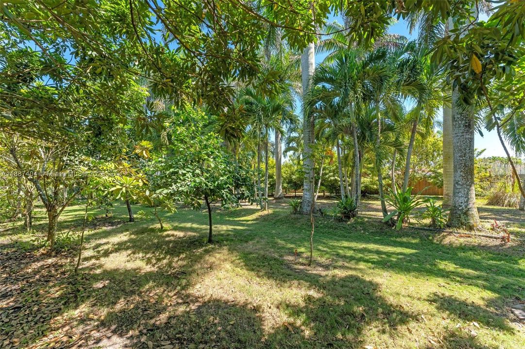 Young Grove w/ assorted fruit trees. An older established grove is on the west side of the property. to include the following fruit on both.( see directions)