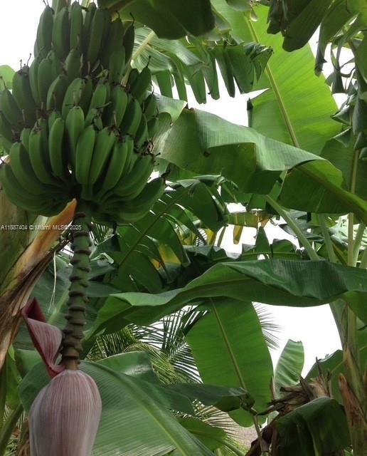 Banana/ plantains there are multiple varieties on site