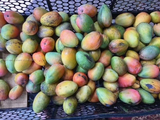 Mangos galore.. they freeze well and make great shakes thru the year... Ideal for poolside smoothie/shake