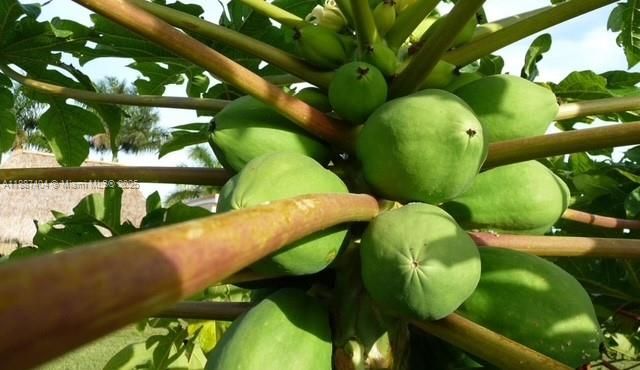 Look how clean the fruit is.... Amazing papaya is a tough one easy to grow but to get this quality of fruit not so easy.. well loved groves