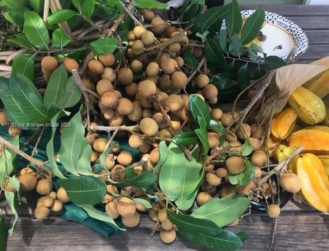 Longan (also has lychee)..Most of our large fruit grove are the lychee and or longans