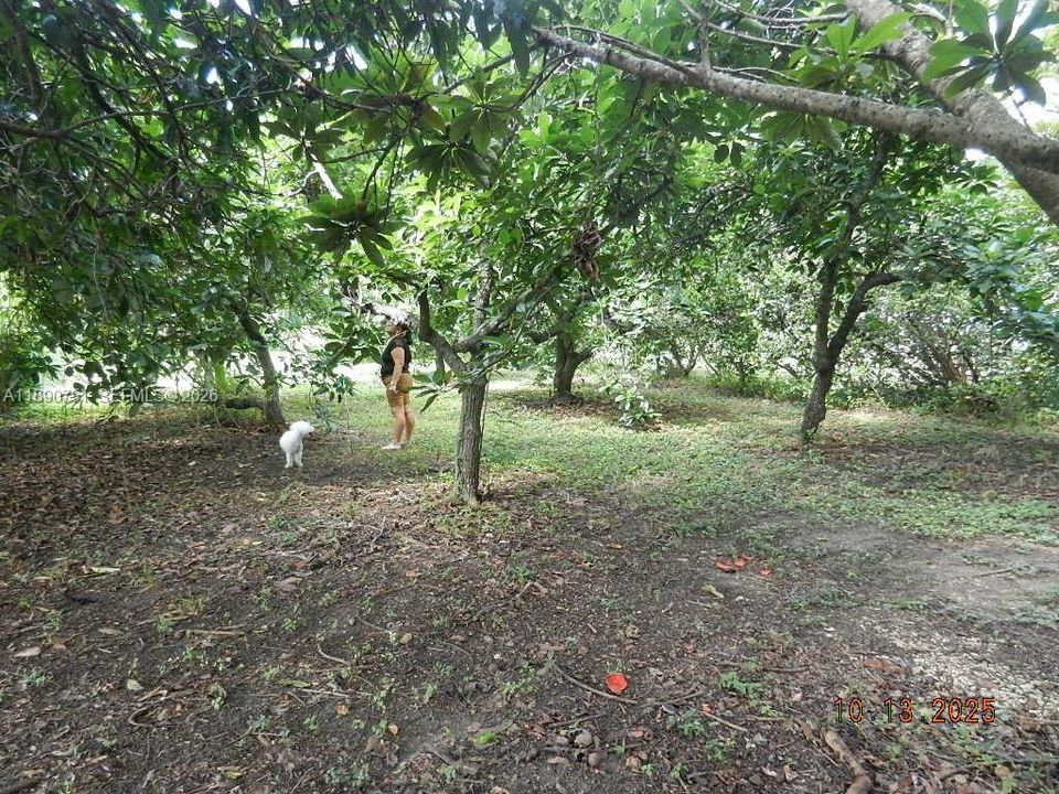 FRUIT TREES