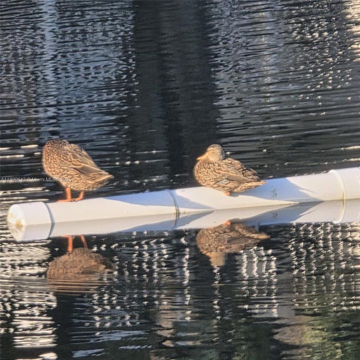 For Sale: $255,000 (2 beds, 2 baths, 1385 Square Feet)