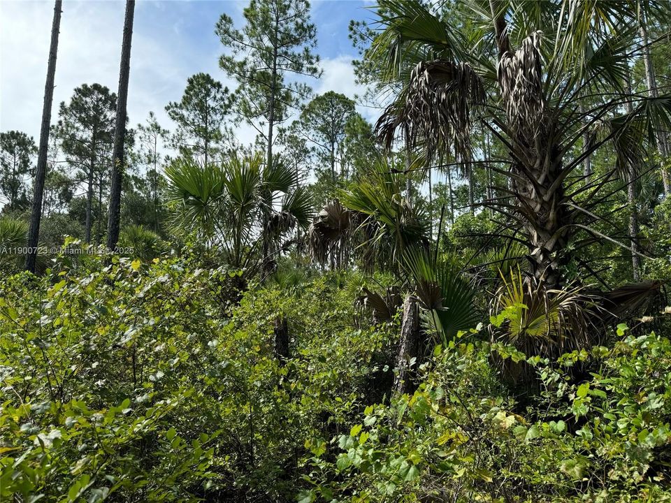 На продажу: $166,000 (5.00 acres)